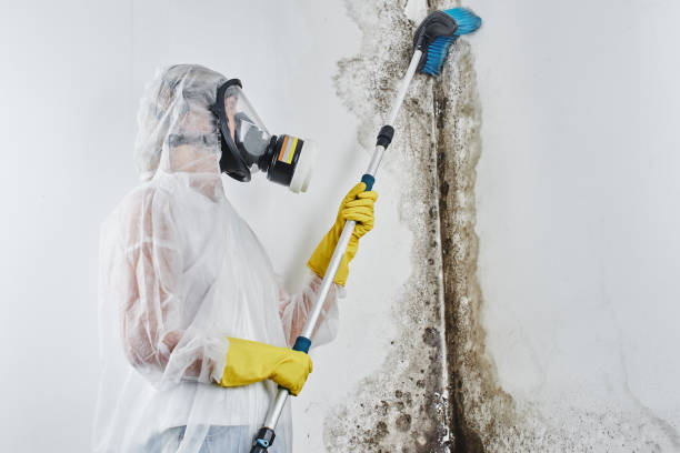 Mold Removal and Inspection in Shadyside, OH