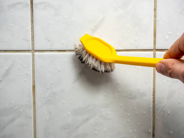 Office Mold Removal Services in Shadyside, OH