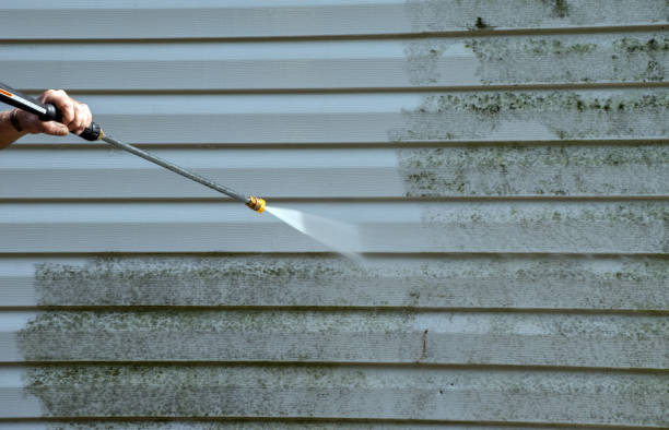Best Fast Mold Removal  in Shadyside, OH