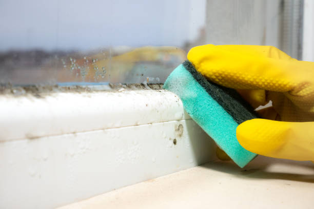 Best Mold Removal Near Me  in Shadyside, OH